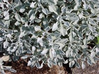 Тысячелистник зонтичный – Achillea umbellata Sibth.et Smith