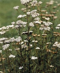 Тысячелистник обыкновенный