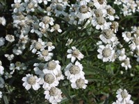 Тысячелистник птармика, чихотная трава, чихотница – Achillea ptarmica L.