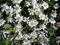 Тысячелистник птармиколистный – Achillea ptarmicifolia (Willd.) Rupr.et Hemerl
