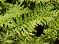 Тысячелистник расставленный – Achillea distans Waldst. et Kit. ex Willd.