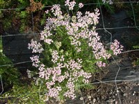 Тысячелистник сибирский, альпийский, монгольский – Achillea sibirica Ledeb.