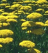 Тысячелистник таволговидный