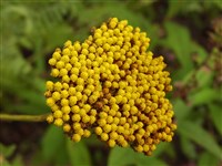 Тысячелистник таволговый, таволголистный, посконник – Achillea filipenduline Lam.