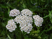 Тысячелистник тысячелистный, обыкновенный – Achillea millefolium