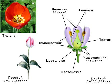 Картинки части цветка - 27 шт