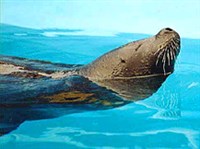 Тюлень