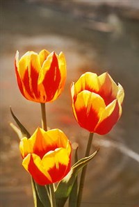 Тюльпан (желто-красные тюльпаны)