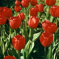 Тюльпан (красные тюльпаны)