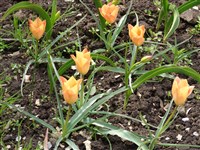 Тюльпан Баталина – Tulipa batalinii Reg.