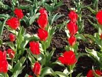 Тюльпан Фостера – Tulipa fosteriana Hoog ex W.Irv. (1)
