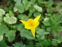 Тюльпан алтайский – Tulipa altaica Pall.ex Spreng.