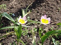 Тюльпан наскальный – Tulipa saxatilis Sieber et Spreng.