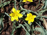 Тюльпан урумийский – Tulipa urumiensis Stapf.