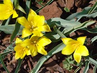Тюльпан южный – Tulipa australis Link.