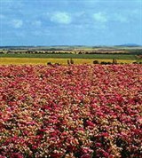 Тюрингия (окрестности Эрфурта)