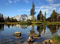 УВИЛЬДЫ (вид)