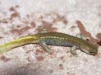 УГЛОЗУБЫ (Углозуб)