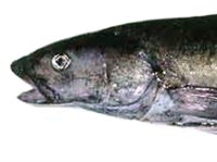 УГОЛЬНАЯ РЫБА (молодняк)