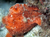 УДИЛЬЩИКООБРАЗНЫЕ (Клоуновые рыбы)