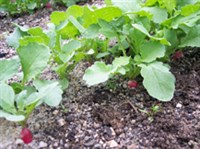 УЗКОРЯДНЫЙ ПОСЕВ (грядка редиса)