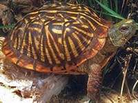 УКРАШЕННАЯ КОРОБЧАТАЯ ЧЕРЕПАХА (Terrapene ornata)