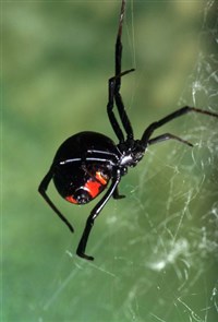 УКУСЫ КАРАКУРТА