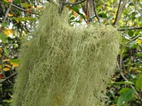 УСНЕЯ (уснея длиннейшая)