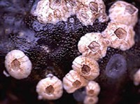 УСОНОГИЕ РАКООБРАЗНЫЕ (балянус)