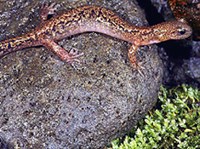 УССУРИЙСКИЙ КОГТИСТЫЙ ТРИТОН (Onychodactylus fischeri)