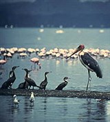 Уганда (национальный парк Кабарега)