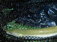 Угорь (Угорь обыкновенный)