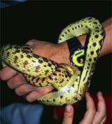 Удавы (восточный удавчик)