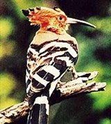 Удод (на ветке)