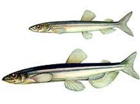 Уек (рисунок)