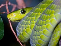 Узкоголовая мамба (голова)