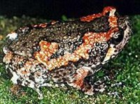 Узкоротые квакши (Kaloula taprobanica)