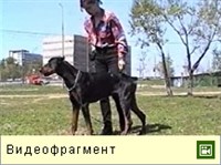 Укладка собаки (видео)