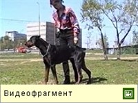 Укладка собаки (видео)