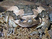 Украшенная Узкоротая квакша (Kaloula pulchra)