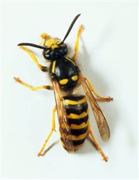 Укусы насекомых (оса)