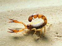 Укусы скорпиона