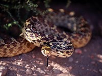 Укусы ядовитых змей