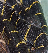 Уленбуронг (Boiga dendrophila)