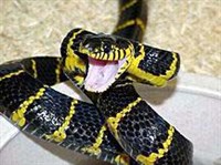 Уленбуронг (Boiga dendrophila dendrophila)