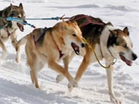 Упряжные собаки (Гонка на собачьей упряжке)
