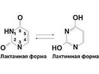 Содержит урацил. Лактимная и лактамная формы. Название лактимной формы цитозина.