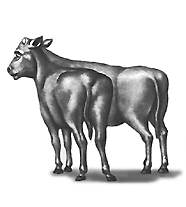 Уродства (теленок с двойным туловищем)