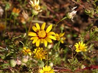 Урсиния красивая – Ursinia speciosa D.C.