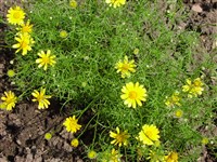 Урсиния пупавковидная, антемовидная – Ursinia anthemoides (L.) Poir.